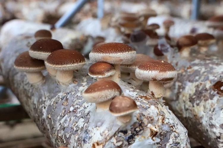 江西安义:科技赋能 小小菌菇撑起“致富伞”
