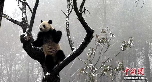 萌劲十足!秦岭大熊猫雪中撒欢成“芝麻汤圆”