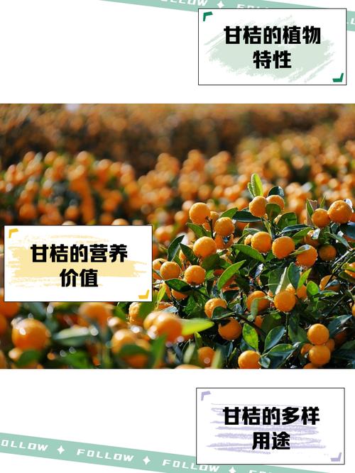 来自“张骞故里”的柑桔:产销两旺 飘香丝路