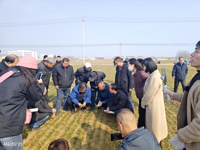 科技助力小麦春管 农业课堂搬到田间地头