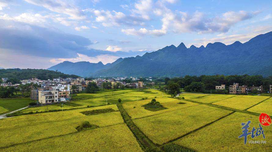 金色农田 大地又迎新丰景