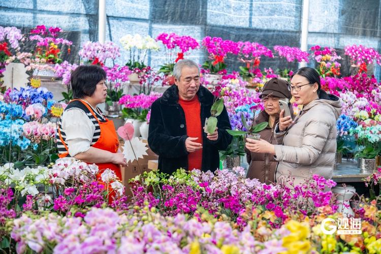 “年宵花”扮靓市场供销两旺 姹紫嫣红中年味渐浓
