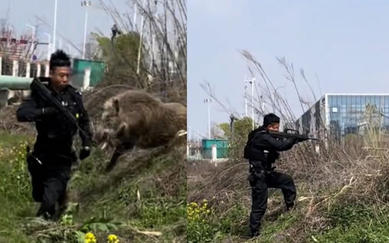 野猪乱窜,多人受伤!特警出动,果断击毙!