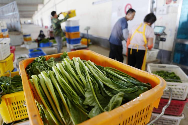 西宁市1至8月输出冷凉蔬菜32.3万吨