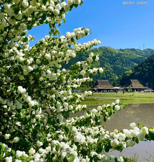 留学生感受“村超”独特魅力