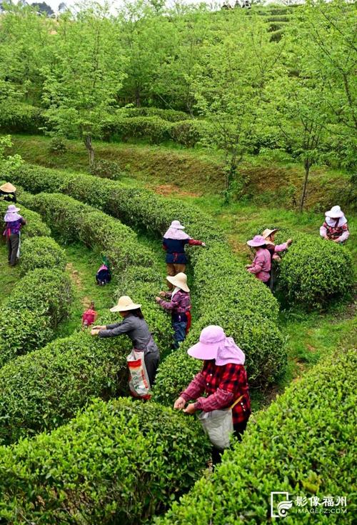 浙江宁波:春分时节采春茶