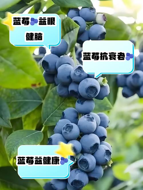 维生素C是蓝莓的4倍,被誉为“21世纪最佳保健水果”,现在吃正好