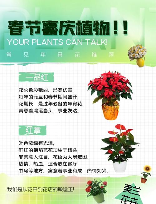 春节临近年宵花畅销!南北方偏好有不同 你选了哪一种?