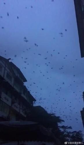 地震前大量飞鸟盘旋是预兆吗?甘肃临夏地震局:不能单独作为预测依据