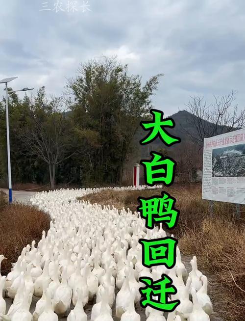 (乡村行·看振兴)江西共青城:小鸭子大产业 走上板鸭致富路