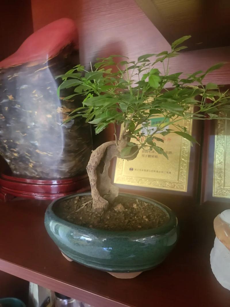 直播年销售1.8亿元 这里的小盆景“长出”大生意