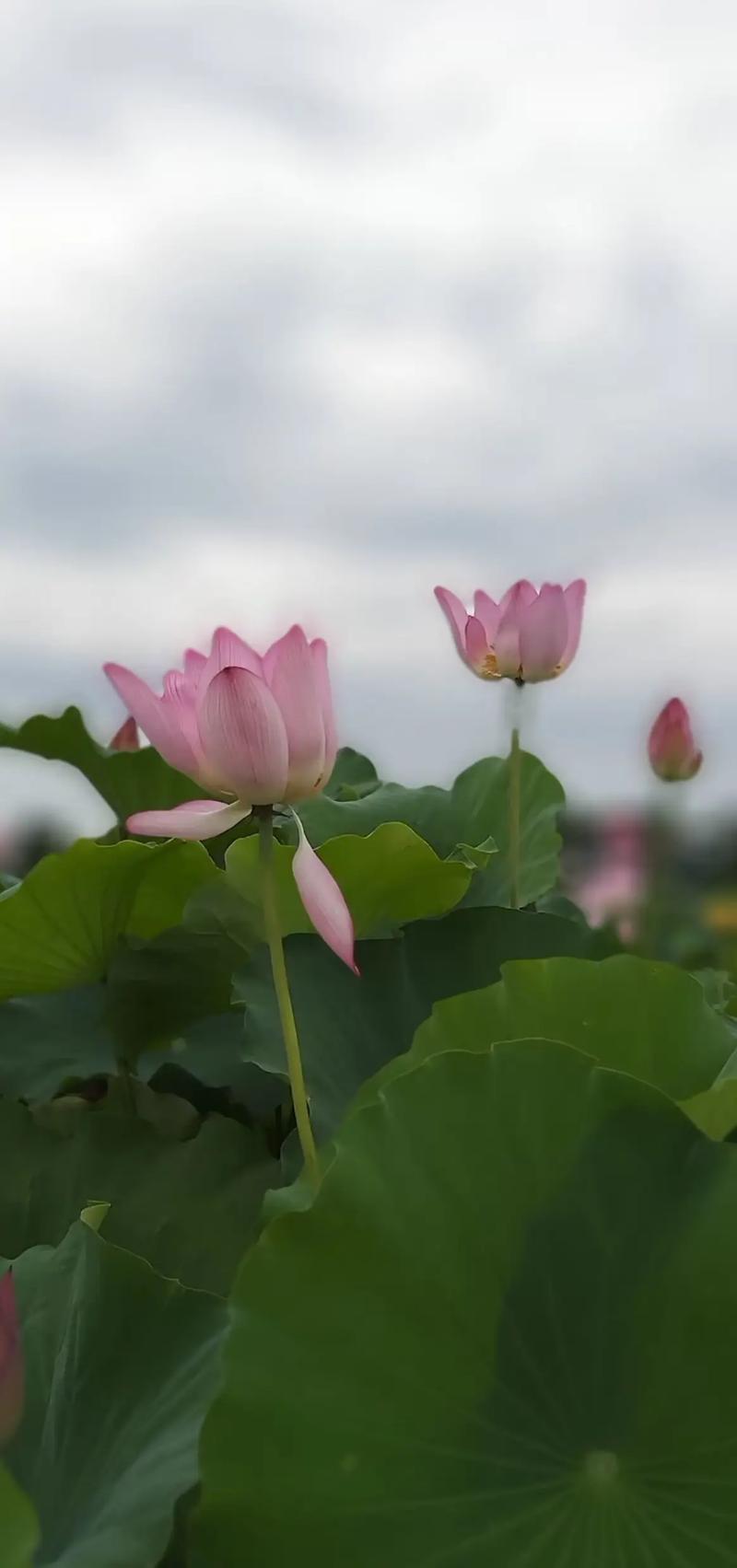 盛世莲花别样红(莲花盛开·真情廿五)
