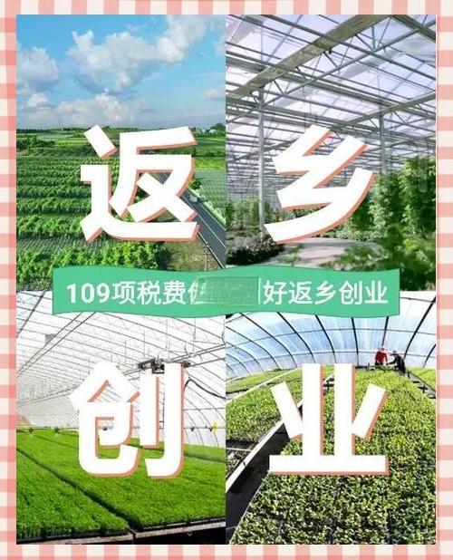 (乡村行·看振兴)漳州返乡创业青年把手机变成“新农具”代言家乡