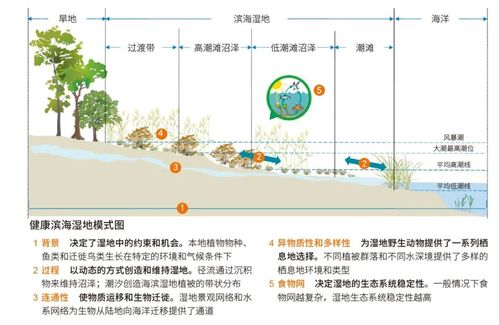 滨海盐沼、牡蛎礁、砂质海岸和海草床生态减灾修复手册发布