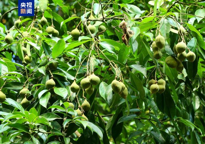 罕见!广西发现面积超10公顷珍稀濒危植物贵州山核桃群落