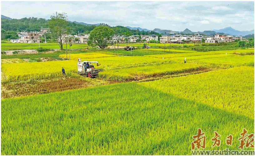 湖南蓝山:晚稻秋收忙