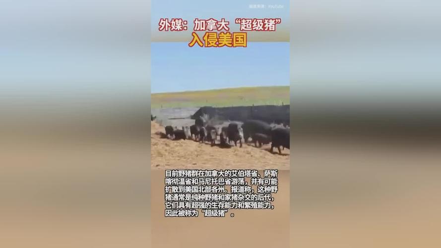 美国面临来自加拿大的“超级猪”入侵威胁