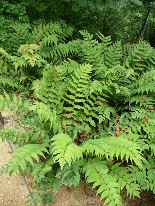 蕨类植物新物种+1 广西发现10株左右腺毛贯众