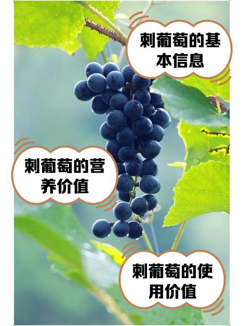 返乡青年徐豪:刺葡萄种植带动共富