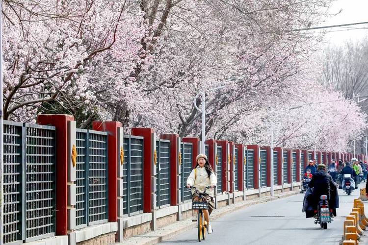 北京市推出132处公园赏花片区 总观赏面积超440万平方米