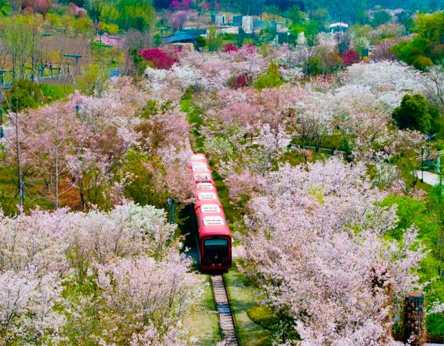 (神州写真)空中看花、舌尖品花 中国多地赏春潮起