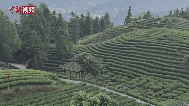 (走进中国乡村)广西侗寨茶园里的“致富经”