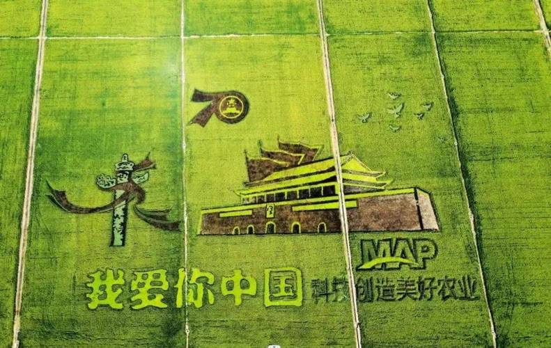 盐碱地飘出了稻花香 智慧农场里满满都是科技范儿