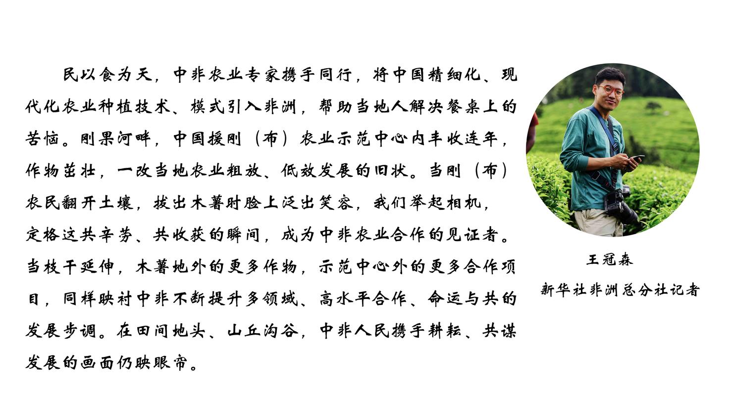 镜头连中外丨“小”木薯结硕果 在非洲播种丰收希望