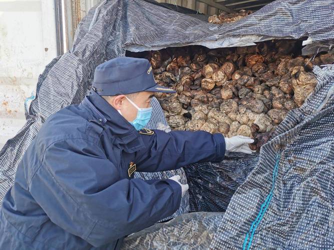 天津口岸查获洋垃圾20.47吨,已根据线索立案